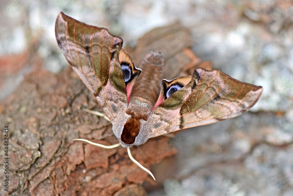 Abendpfauenauge (Smerinthus ocellata)