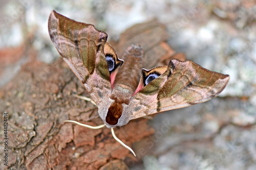 Abendpfauenauge (Smerinthus ocellata)   photo