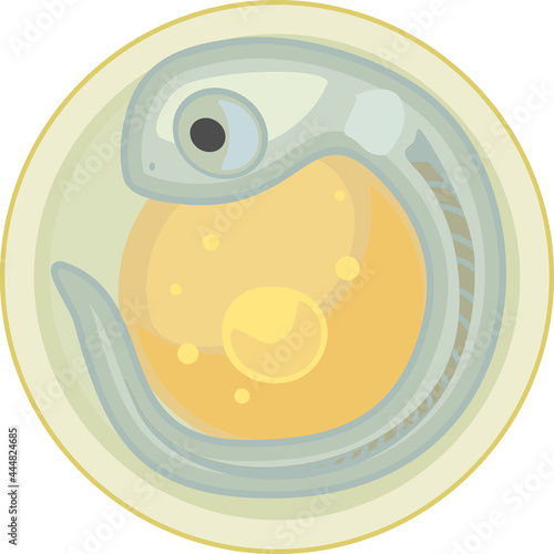 Freshwater fish egg (spawn) with embryo isolated on white background