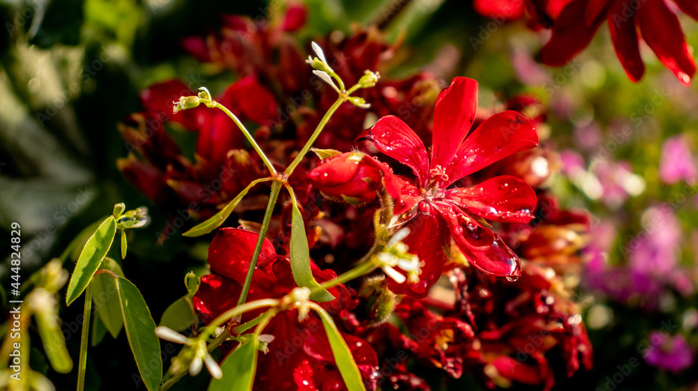 Floral bloom after rainfall Floral bloom after rainfall