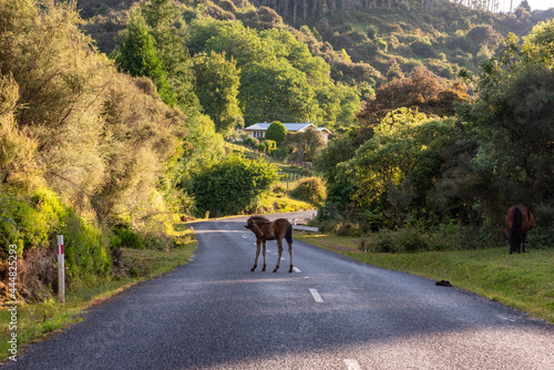 Young foal staying in the middle of the road, New Zealand