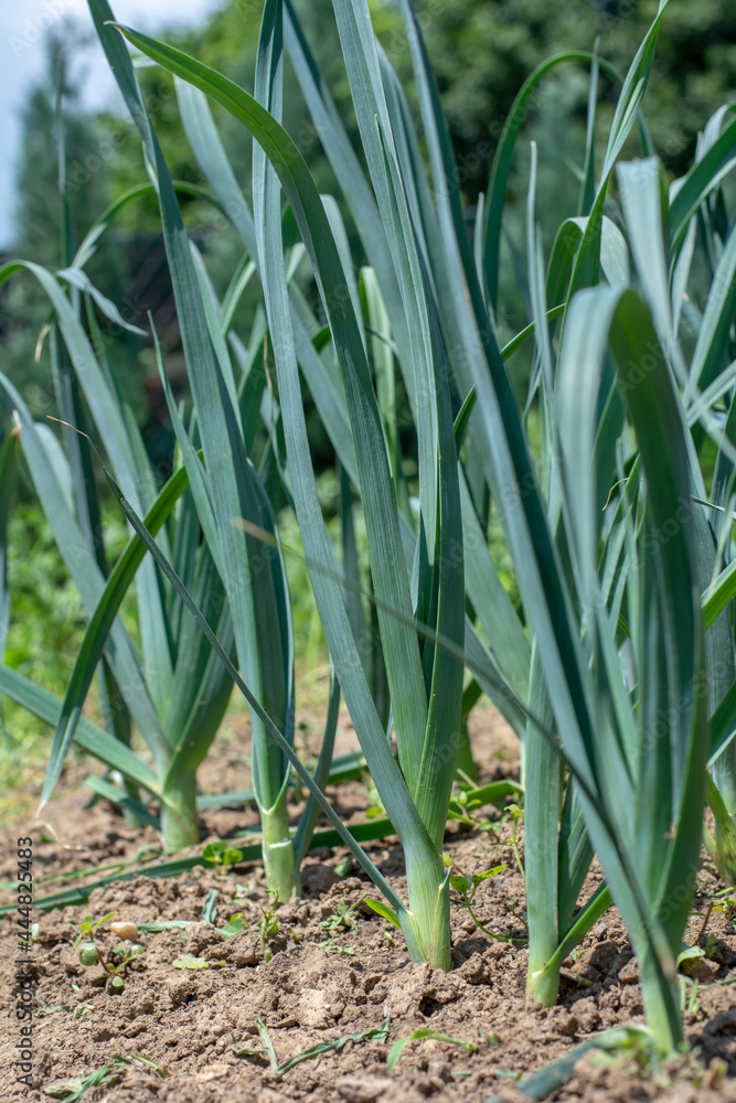 Fototapeta premium Organic Leeks (Allium ampeloprasum) growing in the garden. The broadleaf wild leeks in a soil.