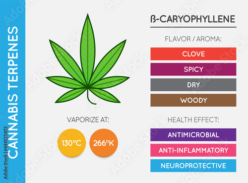 Cannabis Terpene Information Chart. Aroma and Flavor with Health Benefits and Vaporize Temperature. CBD and THC. Vector.