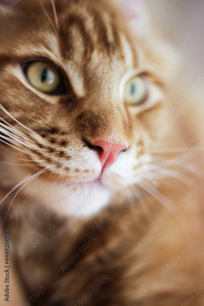 Red Maine Coon Cat. Closed up of domestic Big Mainecoon kitten