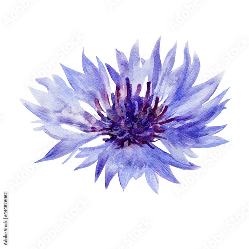 blue flower isolated on white background