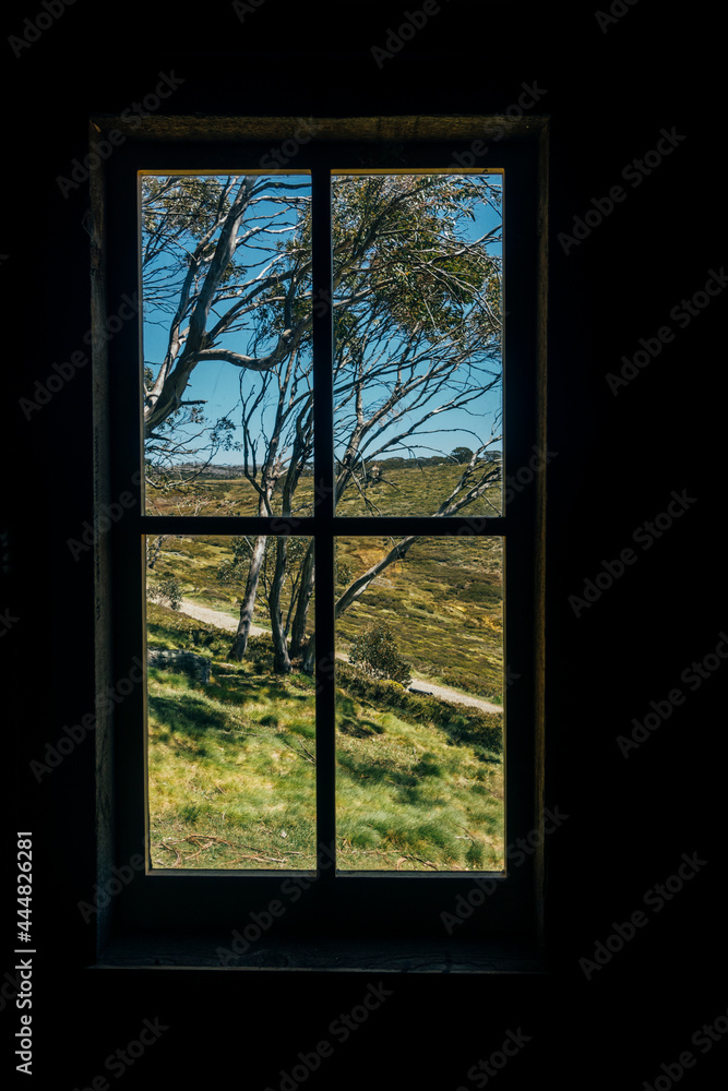 Scenic view of sunny trees from silhouetted window Scenic view of sunny trees from silhouetted window