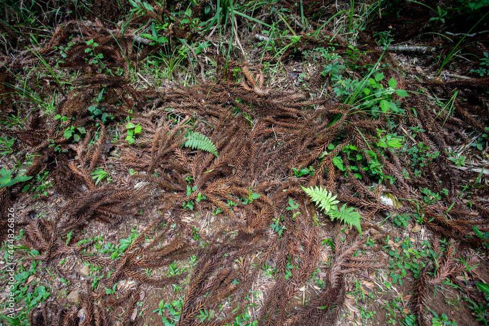 Araucaria angustifolia leaves on the ground forming a thorny texture on the grass ground Araucaria angustifolia leaves on the ground forming a thorny texture on the grass ground