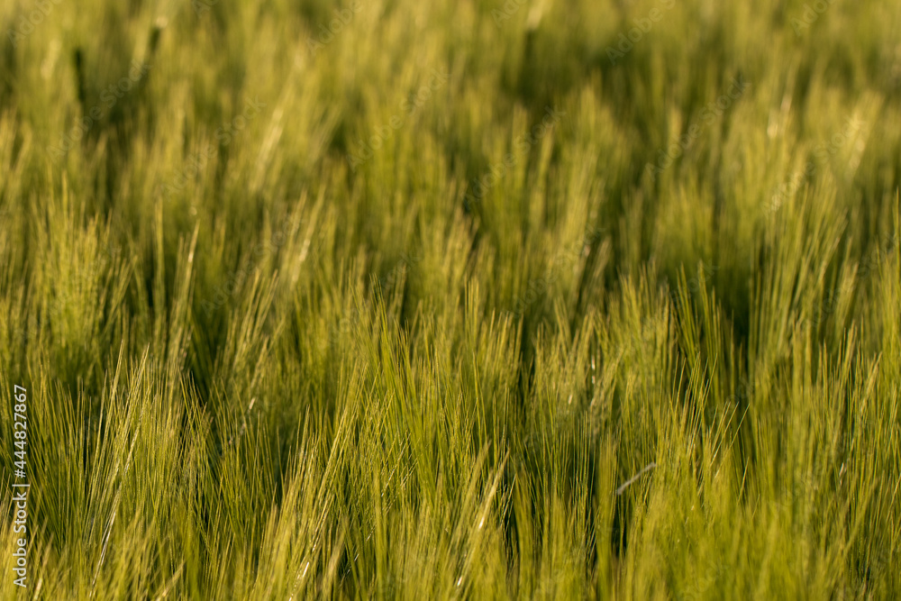 field of barley field of barley