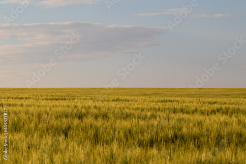 barley field and sky © Sławomir Bodnar