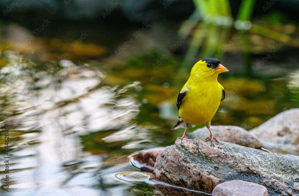 Male American Goldfinch at the water's edge of a garden pond.