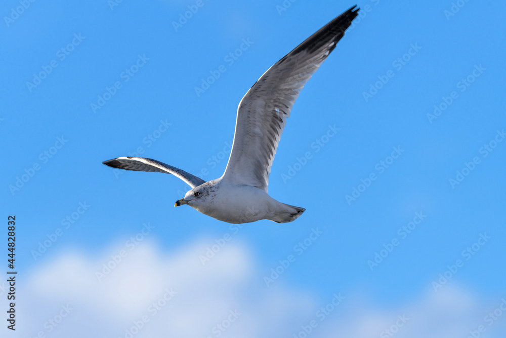 Flying Seagull - A close-up of a seagull flying high in the blue sky. Chatfield State Park, Denver-Littleton, Colorado, USA. Flying Seagull - A close-up of a seagull flying high in the blue sky. Chatfield State Park, Denver-Littleton, Colorado, USA.