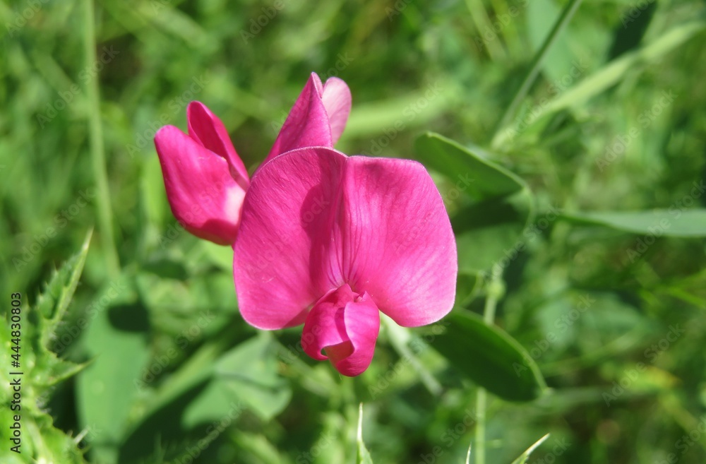 Pink sweet pea flowers in the meadow, closeup Pink sweet pea flowers in the meadow, closeup