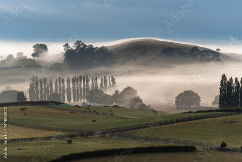 Great foggy pasture landscape in the early morning in Matamata, the true Hobbiton landscape, New Zealand