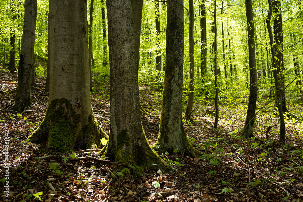 Trees with fresh green foliage in a beech forest in spring, near Polle, Weserbergland, Lower Saxony, Germany.