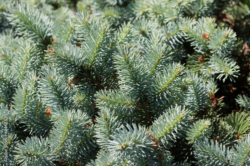 Colorado blue spruce tree leaves