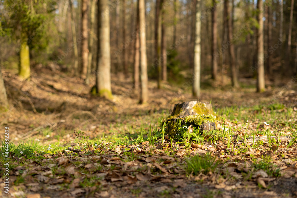 Fototapeta premium The trunk of a felled tree
