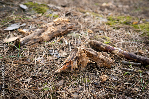 Branches in the forest
