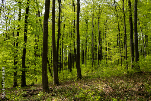 Lush beech forest with green leaves in springtime, near Polle, Weserbergland, Lower Saxony, Germany.