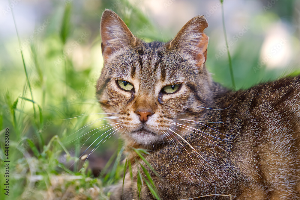 Close up portrait of striped brown cat with green eyes looking to camera on green background. Pets walking outdoor adventure. non-pedigree cats in garden.