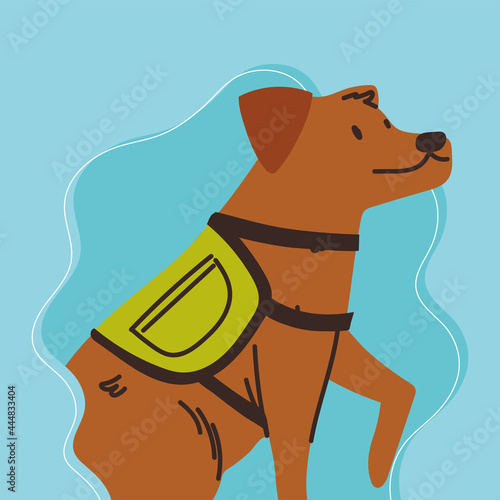 cute dog with harness vest