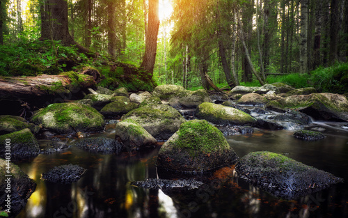 Obraz na plátně Forest river creek water flow. Beautiful landscape