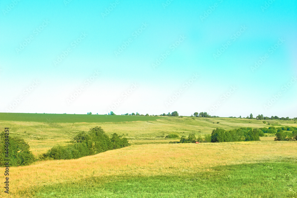 a rustic summer field with a clear blue sky. Horses are visible in the distance