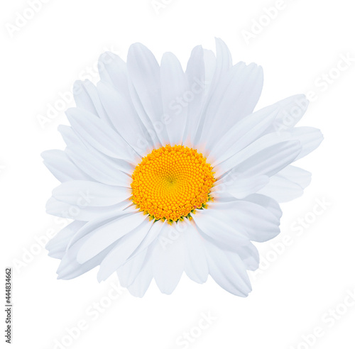 white isolated daisy on a white background