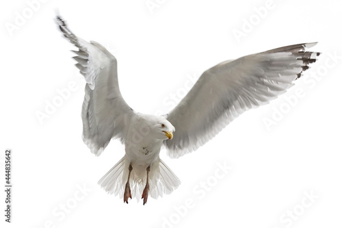 Seagull in flight on the white background. Motion freeze. 