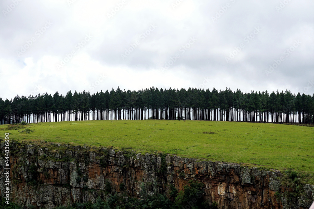 Fototapeta premium Trees on a hill.