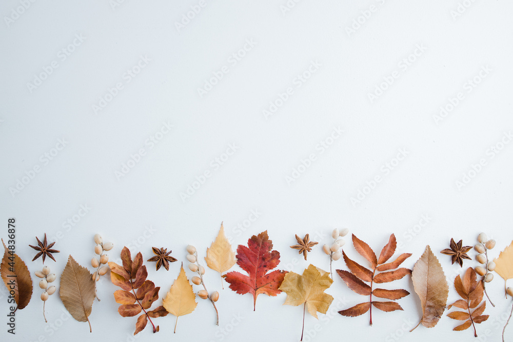 Autumn background, border of dried leaves on white - obrazy, fototapety, plakaty 
