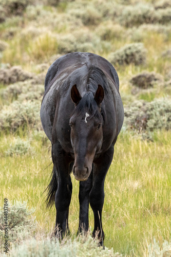 Wyoming Wild Horses