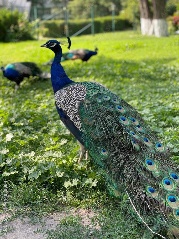 Naklejka premium peacock with feathers