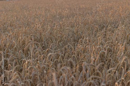 Diagonally arranged rows of ripe wheat, illuminated by the setting sun. Agricultural background