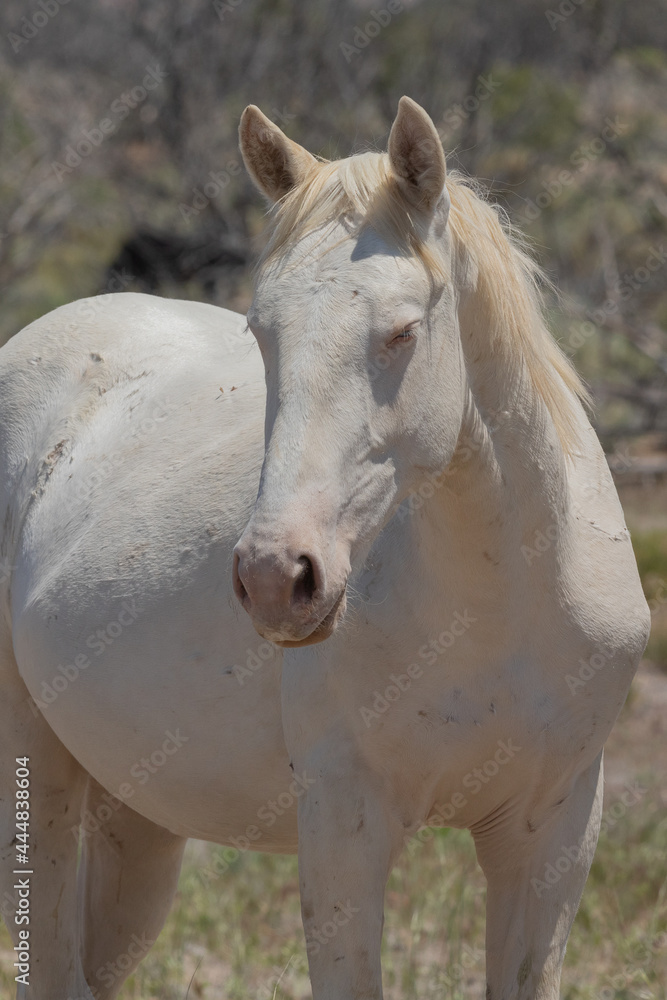 Obraz premium Utah Wild Horses