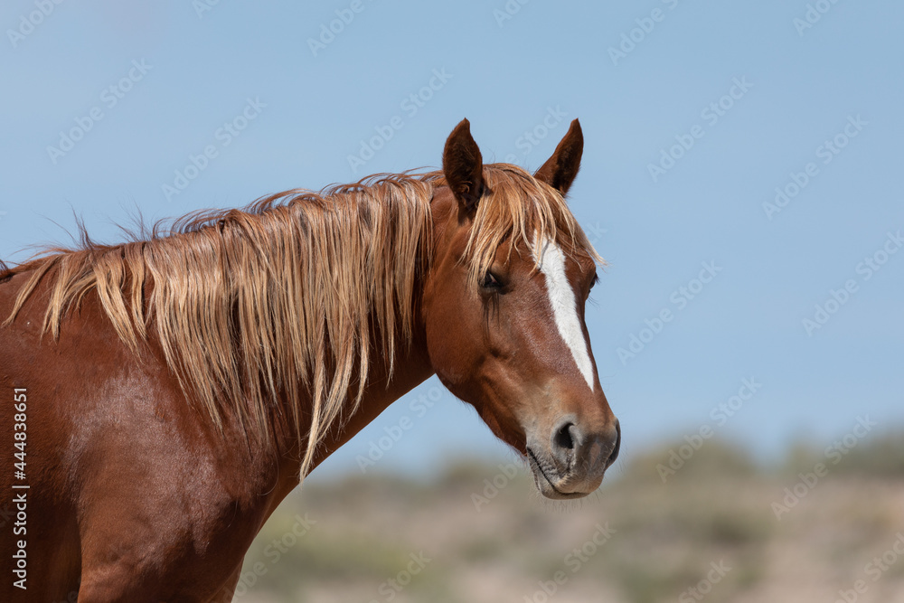 Utah Wild Horses Utah Wild Horses