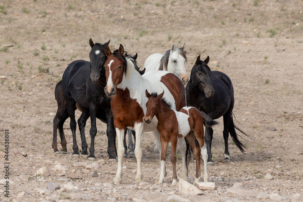Utah Wild Horses Utah Wild Horses