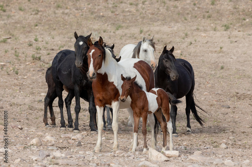 Utah Wild Horses © Taylored Photos