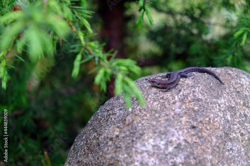 lizard on the stone
