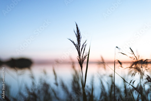 Fotografie a moody image of a shallow depth of field reed at night during sunset in summert