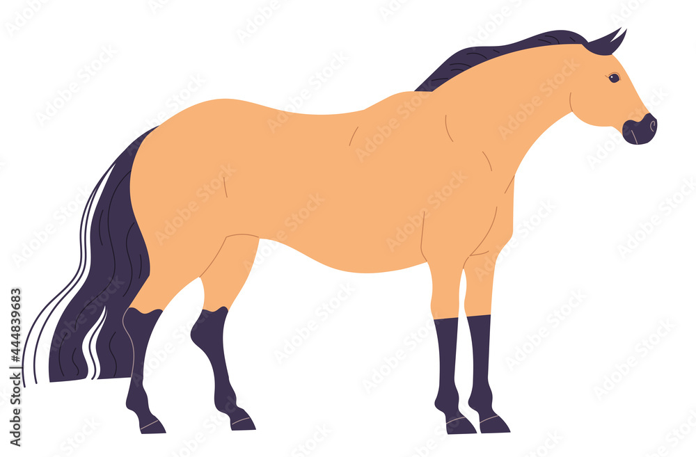 Calm, standing straight, light colored horse with dark legs and mane.