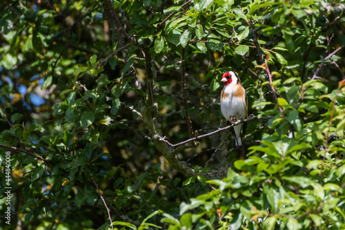 European goldfinch perching on a branch in the woods on a sunny day, England, UK