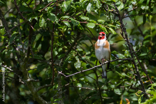 European goldfinch singing on a branch in the woods on a sunny day, England, UK