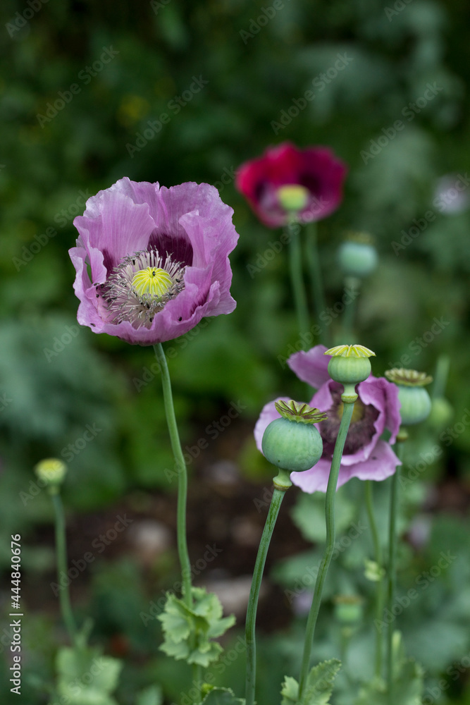 Pink and purple opium poppies Papaver somniferum in flower in a garden in summer, United Kingdom