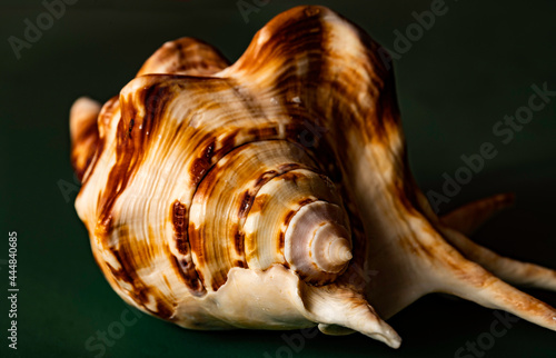 Low light image of a seashell, isolated on a black background.