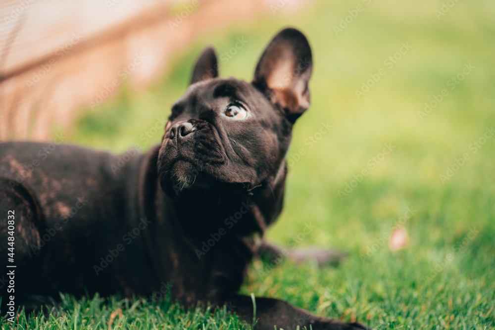 French bulldog playing in the street