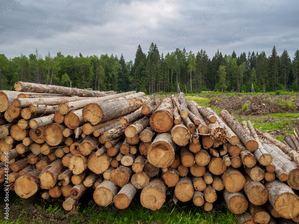 The ends of the sawn trunks of pine and birch lie in a large heap against the background of the forest. Cloudy summer day.