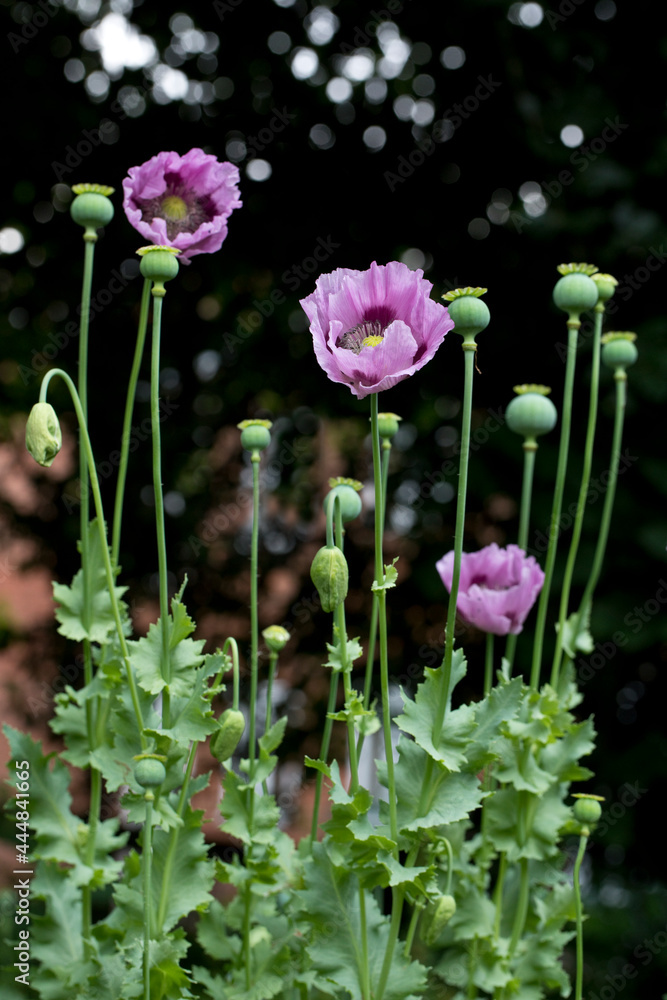 Pink and purple opium poppies Papaver somniferum in flower in a garden in summer, United Kingdom Pink and purple opium poppies Papaver somniferum in flower in a garden in summer, United Kingdom