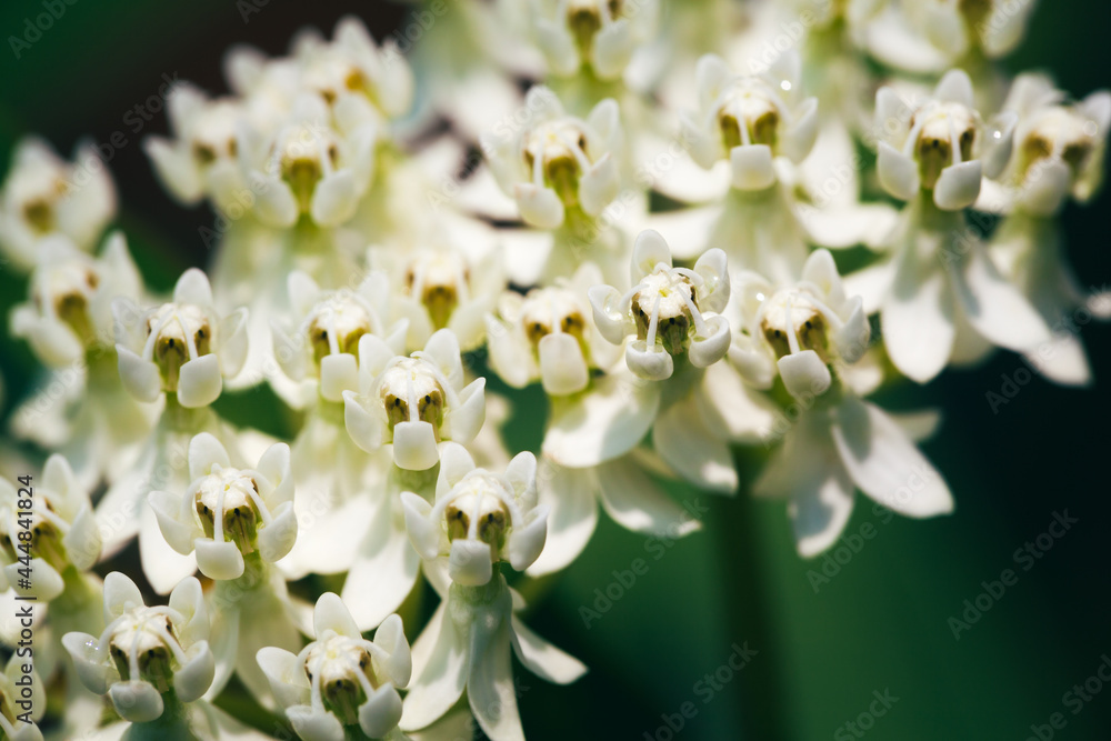 Fototapeta premium close up of white milkweed flowers