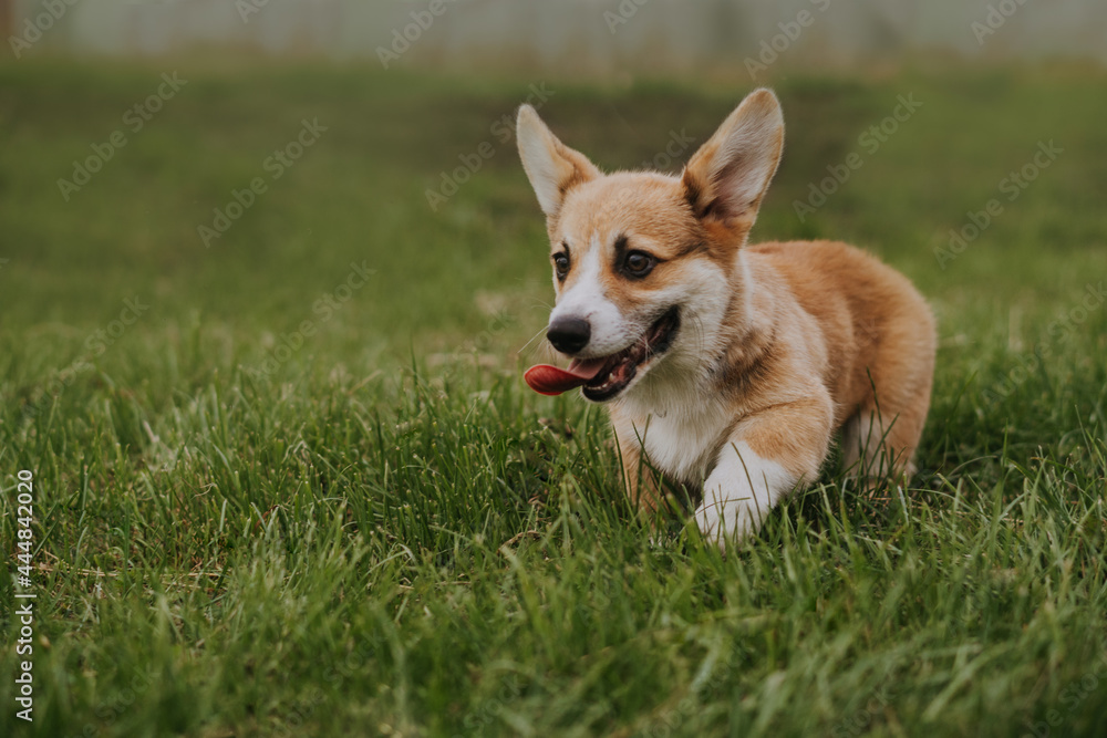 corgi puppy in grass corgi puppy in grass