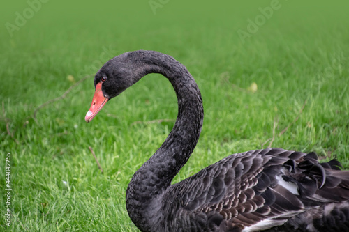 Black swan. Portrait of Cygnus atratus in the meadow. © britaseifert